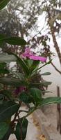 catharanthus roseus dara fleur avec Matin rosée gouttelettes photo