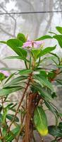 catharanthus roseus dara fleur avec Matin rosée gouttelettes photo