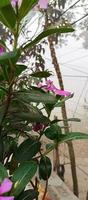 catharanthus roseus dara fleur avec Matin rosée gouttelettes photo