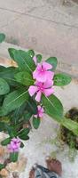 catharanthus roseus dara fleur avec Matin rosée gouttelettes photo