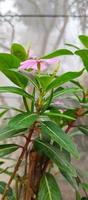 catharanthus roseus dara fleur avec Matin rosée gouttelettes photo