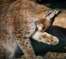 Lynx séance et lécher ses de face patte sur une printemps journée photo