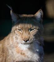 portrait de une Lynx dans le Soleil photo