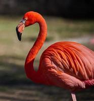 rose flamant des stands dans nature, sauvage oiseau photo