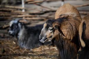 portrait de une RAM, artiodactyle animal dans la nature photo