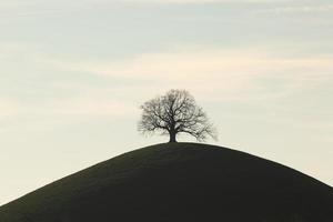 une arbre sur une colline photo