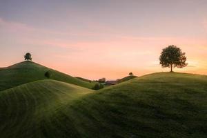 des arbres sur collines photo