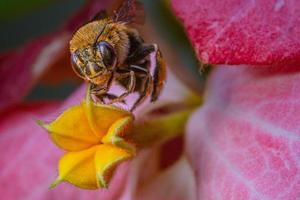 fermer bleu bagué abeille sur fleur mussaenda rose fleur photo