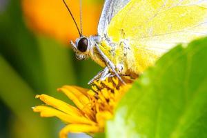 fermer papillon sur fleur Jaune fleur photo