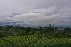 vue de une Frais vert côté de le route photo