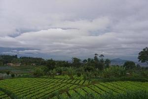 vue de une Frais vert côté de le route photo