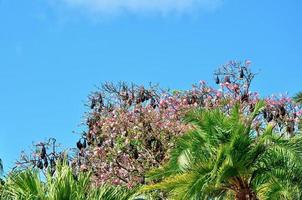 en volant Renard chauves-souris pendaison dans des arbres photo