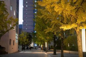 l'automne soir à Université photo