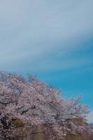 une bouquet de rose Sakura Cerise fleur dans printemps photo