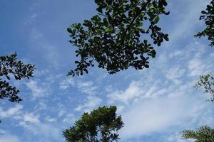 arbre branches et feuilles contre le bleu ciel sur une ensoleillé journée photo