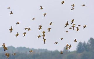 troupeau de d'or pluviers - pluvialis apricarie - dans vol plus de terres et des champs pendant l'automne migration photo