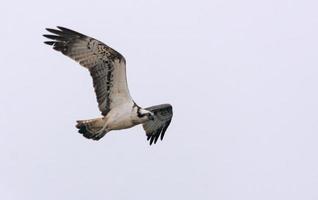 balbuzard - pandion haliaetus - en volant dans le brillant ciel avec étiré ailes, jambes et queue photo