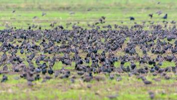 gros troupeau de commun étourneaux - sturnus vulgaris - alimentation sur vert champ dans l'automne saison photo