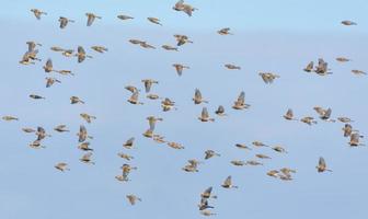 troupeau de commun les sizerins - acanthe flammea - en volant vite dans neigeux hiver plus de clair bleu ciel photo