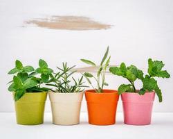 herbes dans des pots colorés photo