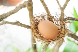 une nid avec un Oeuf sur une branches photo