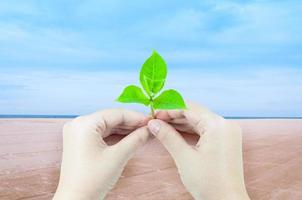 femme est en portant Jeune plante germer isolé sur mer et le sable à la nature paysage arrière-plan, entreprise social et environnement responsabilité concept photo