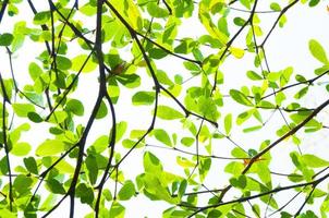 arbre feuille de la nature utilisation comme arrière-plan, éco concept photo