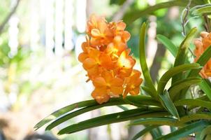 bouquet de Orange orchidées fleur proche en haut en dessous de Naturel éclairage Extérieur, sont orchidées épanouissement dans le jardin photo