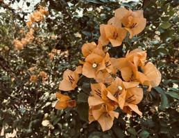 Orange bougainvillier, bougainvilliers fleur, Orange bougainvillier, Orange fleur, c'est une magnifique à la recherche fleur. coloré il est un ornemental arbre originaire de à tropical régions.marques vous ressentir rafraîchi. photo