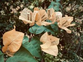 Orange bougainvillier, bougainvilliers fleur, Orange bougainvillier, Orange fleur, c'est une magnifique à la recherche fleur. coloré il est un ornemental arbre originaire de à tropical régions.marques vous ressentir rafraîchi. photo