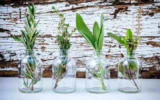 herbes dans des bouteilles en verre sur un fond minable photo