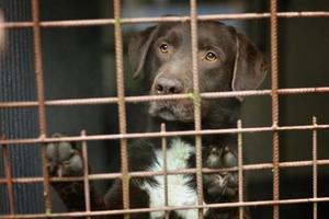 Chien de laboratoire de chocolat dans un refuge photo