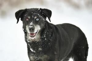 Portrait de mignon chien noir dans la neige fraîche blanche photo
