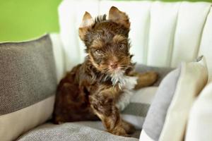 Un chien yorkshire terrier assis sur une chaise beige photo