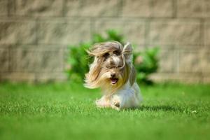 Yorkshire terrier cheveux longs runnin on green meadow in park photo