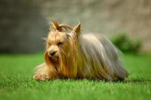 Yorkshire terrier cheveux longs runnin on green meadow in park photo