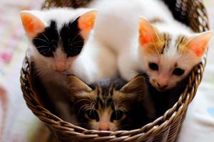 Trois coloré chatons dans une marron osier panier photo