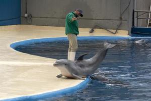 Madrid, Espagne - avril 1 2019 - le dauphin spectacle à aquarium zoo photo