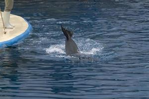 Madrid, Espagne - avril 1 2019 - le dauphin spectacle à aquarium zoo photo