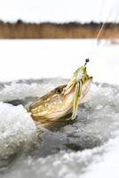 Le grand brochet étant tiré à travers le trou pendant la pêche sur glace photo