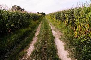 route à la campagne photo