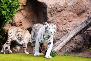 tigre blanc au zoo photo