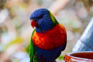 coloré lorini perroquet photo