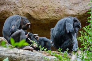 famille de chimpanzés photo