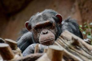 chimpanzé à le zoo photo