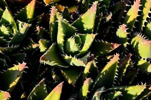 plantes succulentes vertes photo