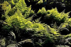 scénique forêt paysage photo