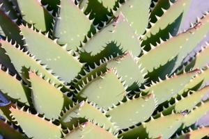 florissant succulent plante photo