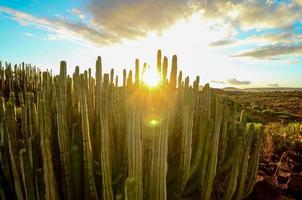 le coucher du soleil derrière cactus photo