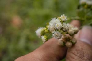 petit blanc fleur bourgeons lorsque printemps sur le jardin. le photo est adapté à utilisation pour fleur arrière-plan, voyageur affiche et botanique contenu médias.